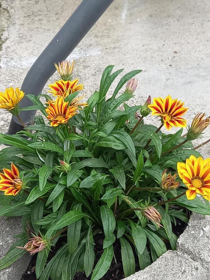 Iva Apartmani Jajce Exteriör bild